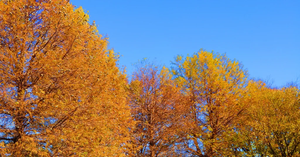 はじめまして！作業療法士の大西です